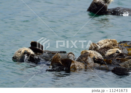 モロベイのラッコ モロベイのラッコ 11241673