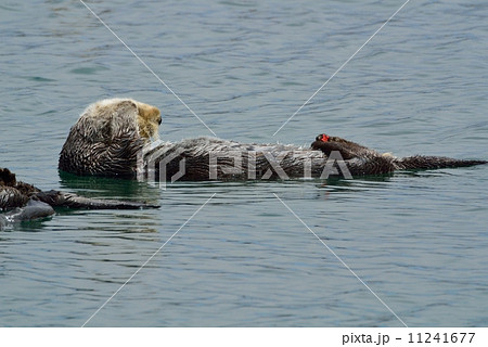 モロベイのラッコ モロベイのラッコ 11241677
