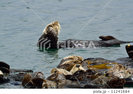 モロベイのラッコ モロベイのラッコ 11241684