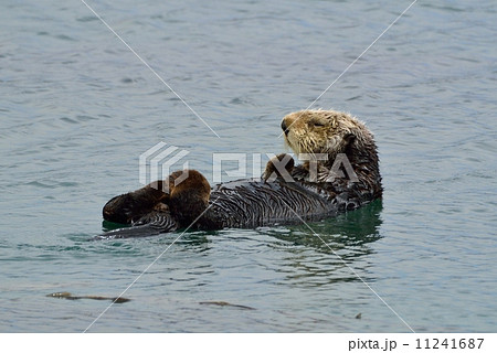 モロベイのラッコ モロベイのラッコ 11241687