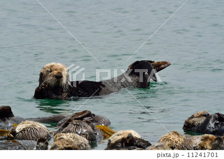 モロベイのラッコ 11241701
