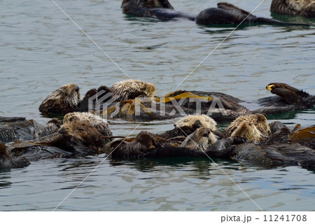 モロベイのラッコ モロベイのラッコ 11241708