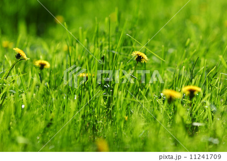dandelion macro 11241709