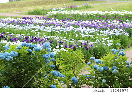 多賀城跡のあやめ園 多賀城跡のあやめ園 11241975