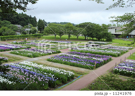 多賀城跡のあやめ園 11241976