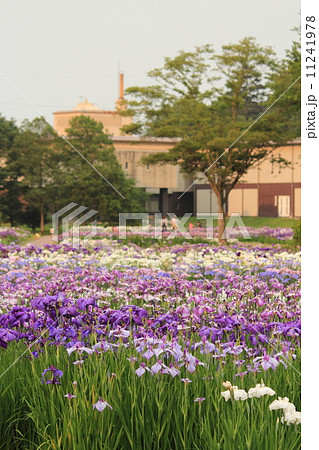 多賀城跡のあやめ園 11241978