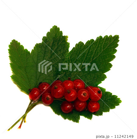 Red currant on a green leaf isolated Red currant on a green leaf isolated 11242149