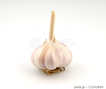 Garlic Bulb Garlic Bulb 11242604