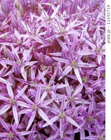 アリウム 11242719