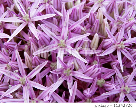 アリウム 11242720