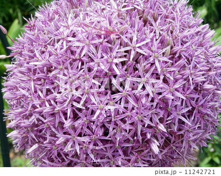 アリウム 11242721