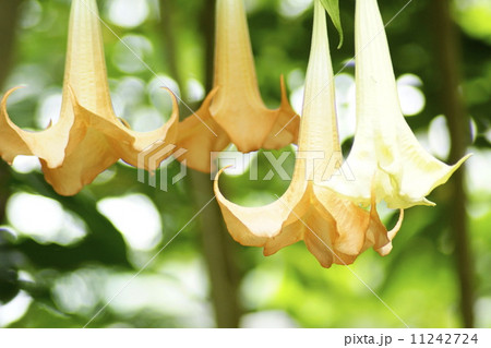 ダツラ　花 11242724