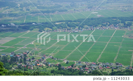 信州の青田 11243033