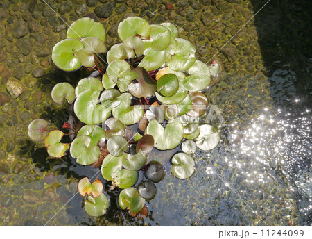 water lily water lily 11244099