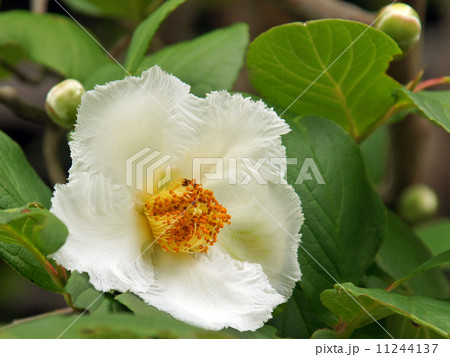 沙羅双樹の花 11244137