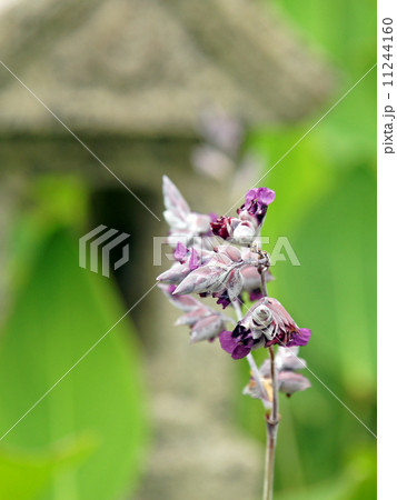 ミズカンナ 11244160