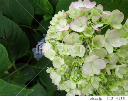 紫陽花 紫陽花 11244186