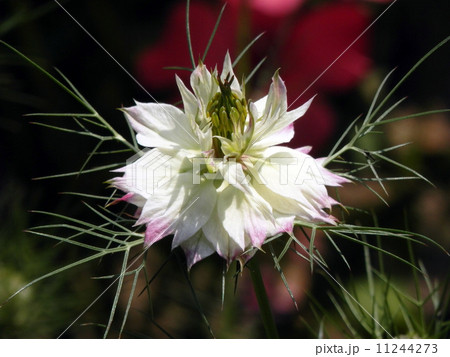 クロタネソウ 11244273