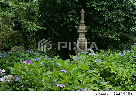 あじさい風景・阿弥陀寺 あじさい風景・阿弥陀寺 11244488