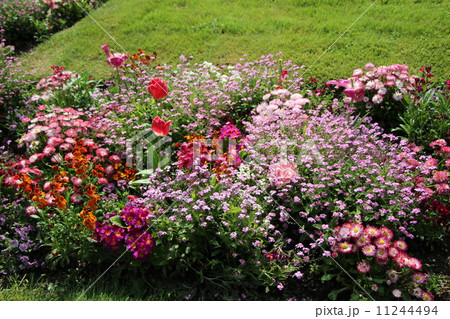 フランス　　シュノンソーの花 11244494