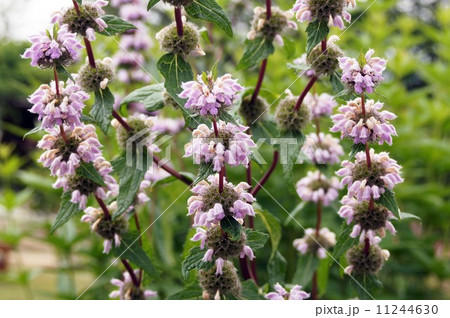 フロミス・ヘルバベンティー フロミス・ヘルバベンティー 11244630