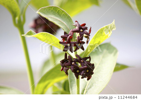 フナバラソウ 11244684