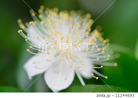 ギンバイカ 11244695