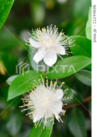 ギンバイカ 11244696