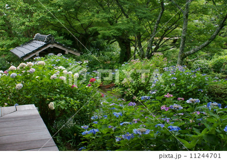 あじさい風景･阿弥陀寺 11244701