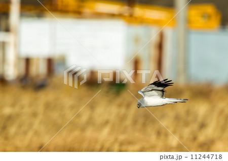 ハイイロチュウヒ１ 11244718