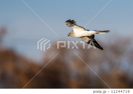 ハイイロチュウヒ２ 11244719