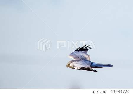 ハイイロチュウヒ３ 11244720