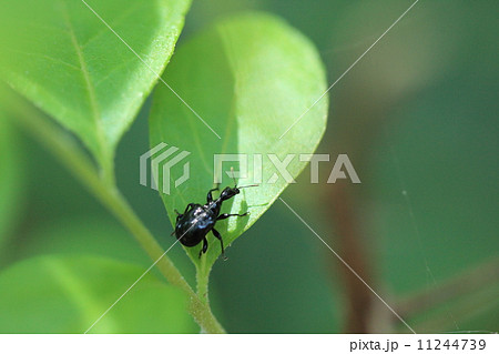 生き物　昆虫　エゴツルクビオトシブミ、メスです。揺籃作りの材料を吟味しているのでしょうか 11244739