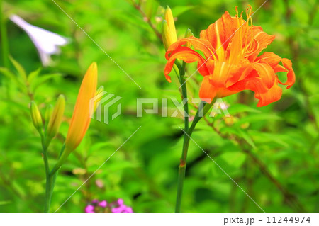ヤブカンゾウのオレンジ色の花 11244974