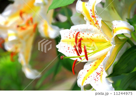 山百合の花 11244975