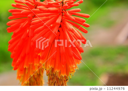 トリトマのオレンジ色の花 11244976