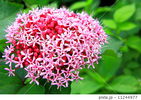 ボタンクサギの赤い花 ボタンクサギの赤い花 11244977