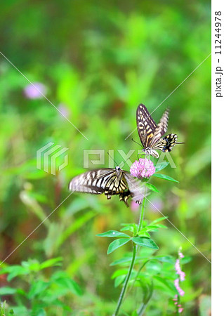 ナミアゲハが乱舞 11244978