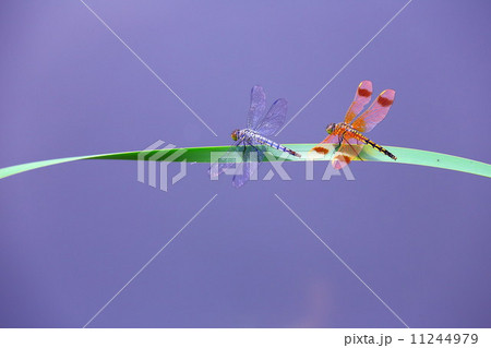 コフキトンボのオスとメス 11244979