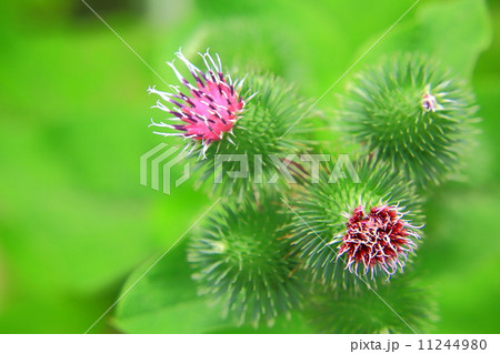 ゴボウの紫色の花 11244980