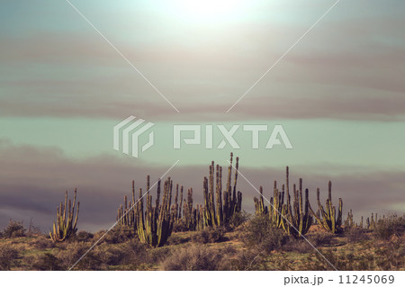 Cactus in Mexico 11245069