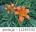 ノカンゾウ 11245532