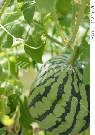 ミニスイカ ミニスイカ 11245620