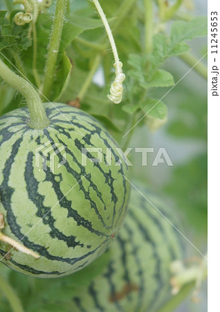 ミニスイカ 11245653