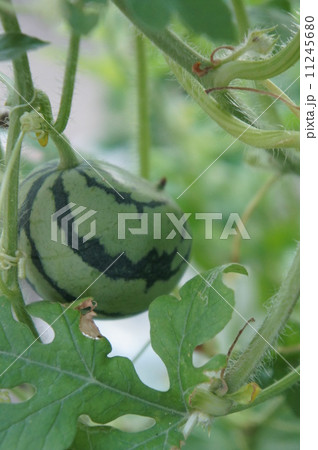 ミニスイカ 11245680