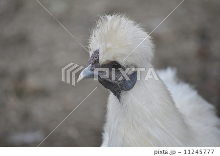 烏骨鶏のメス 11245777