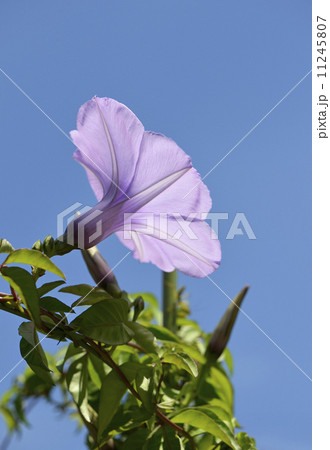 もみじ葉琉球朝顔 もみじ葉琉球朝顔 11245807