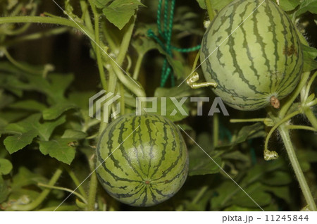 ミニスイカ 11245844