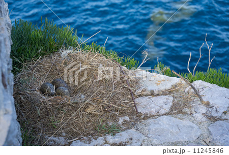 Three seagull eggs in a nest on rocks 11245846