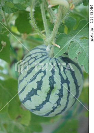 ミニスイカ 11245964